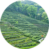 茶油产品研发技术突破