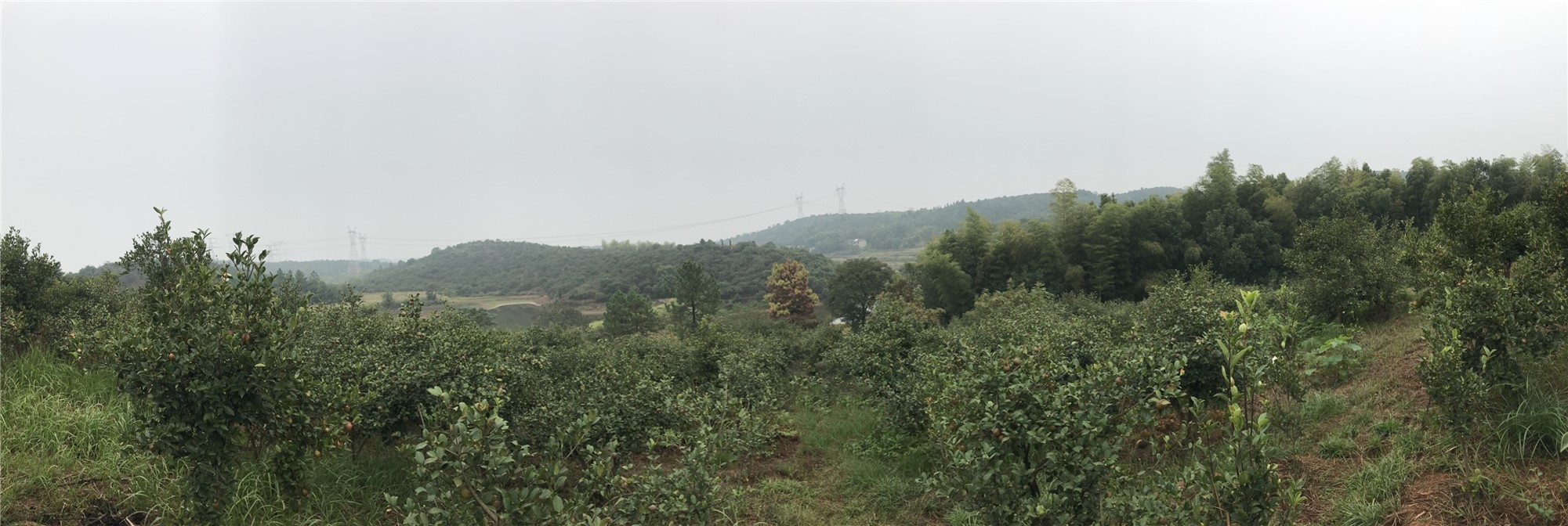 彭祖寿山茶油